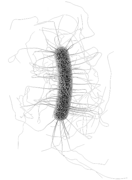 C. difficile