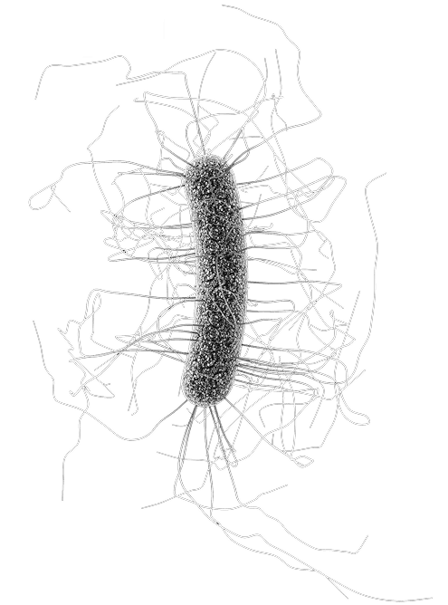 C Difficile Colitis