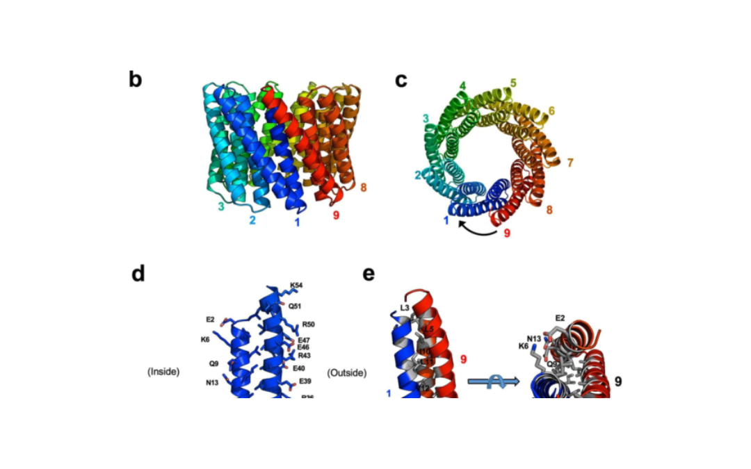 Design of functionalised circular tandem repeat proteins with longer repeat topologies and enhanced subunit contact surfaces