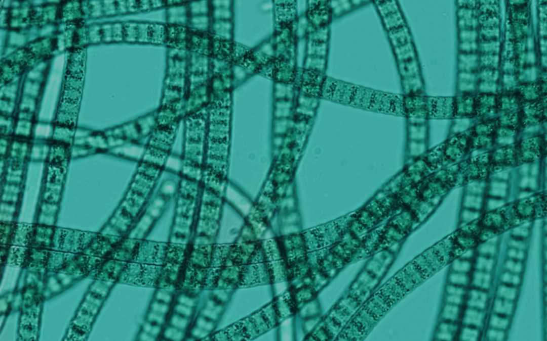 ‘You can’t get there from here:’ Birth of a biotech platform