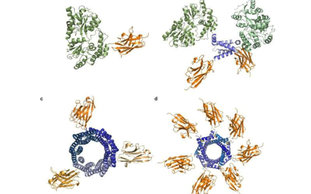 Spirulina-based platform for ultra-large-scale production of therapeutic proteins