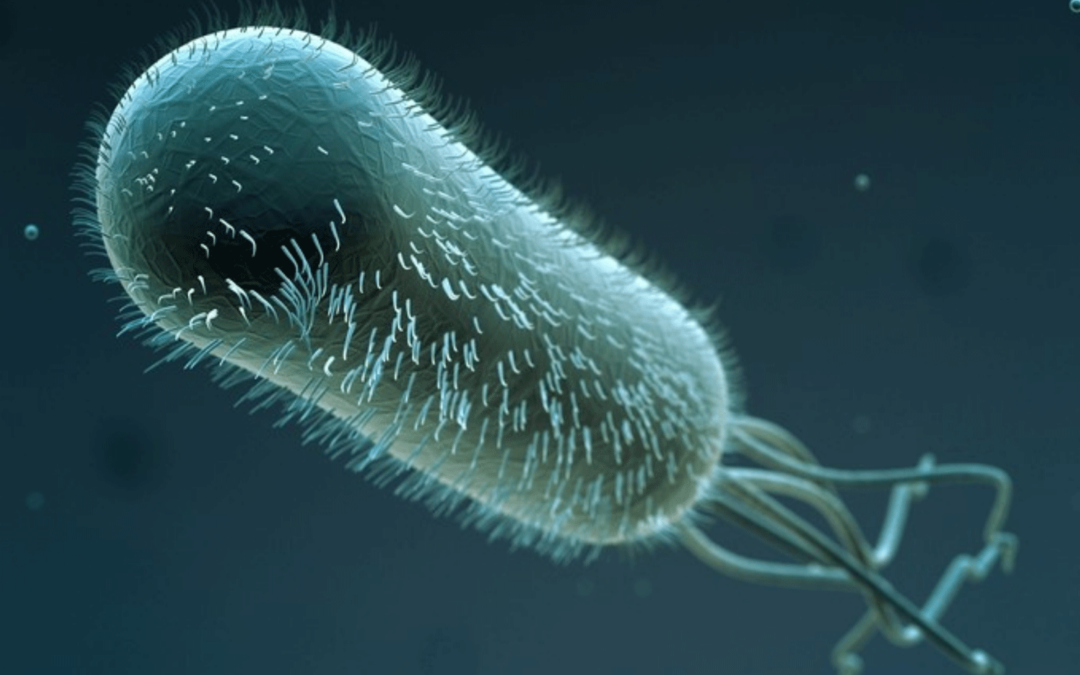 Lumen Bioscience: Spirulina-based platform enables rapid, low-cost development of oral biologics
