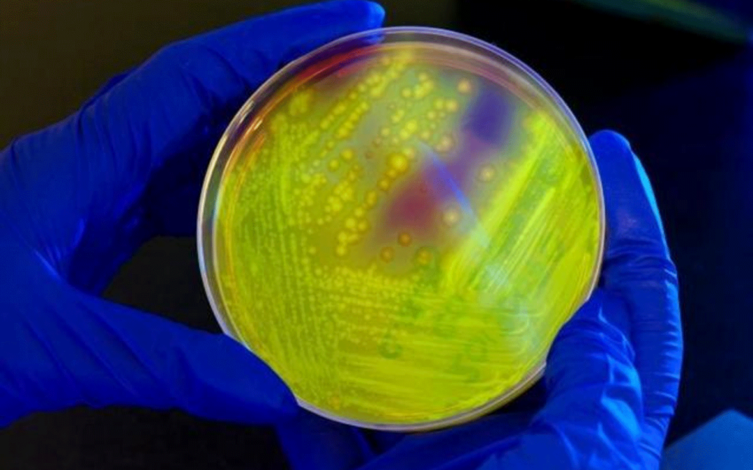 Trial Set for Gut Infection Biologic Treatment