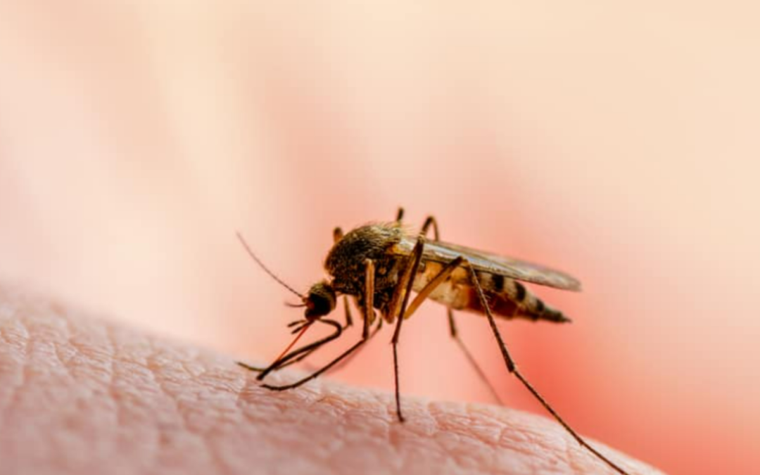 Lumen Bioscience data show needle free spirulina-produced vaccination protects against malaria