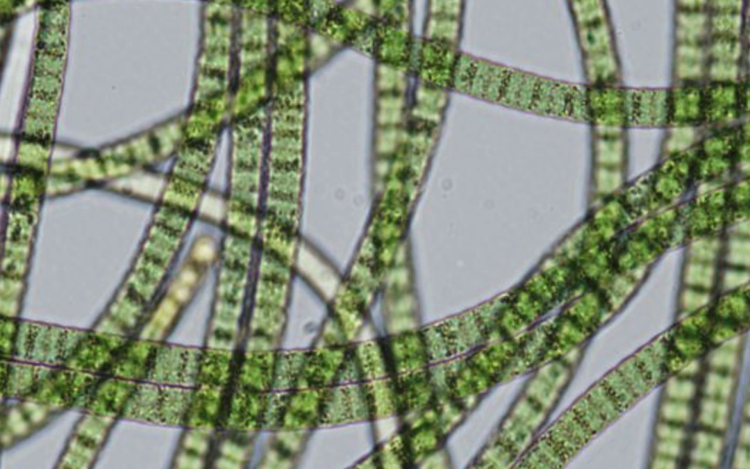 On the Horizon, Needle-Free Vaccines could Offer Better Protection and Access
