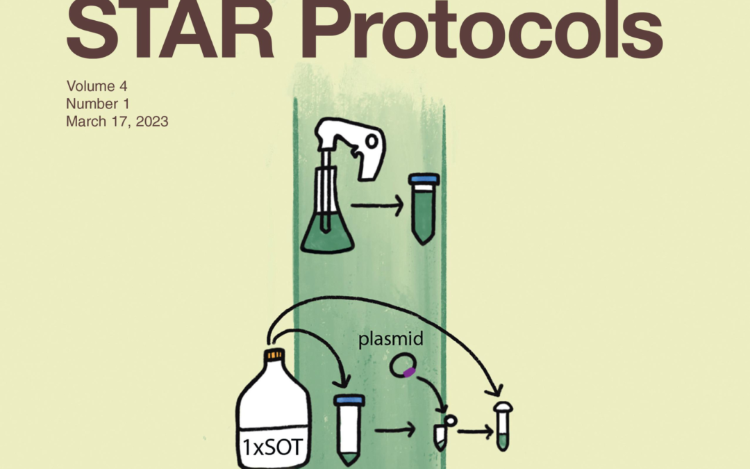 Protocol for the transformation and engineering of edible algae Arthrospira platensis to generate heterologous protein-expressing strains