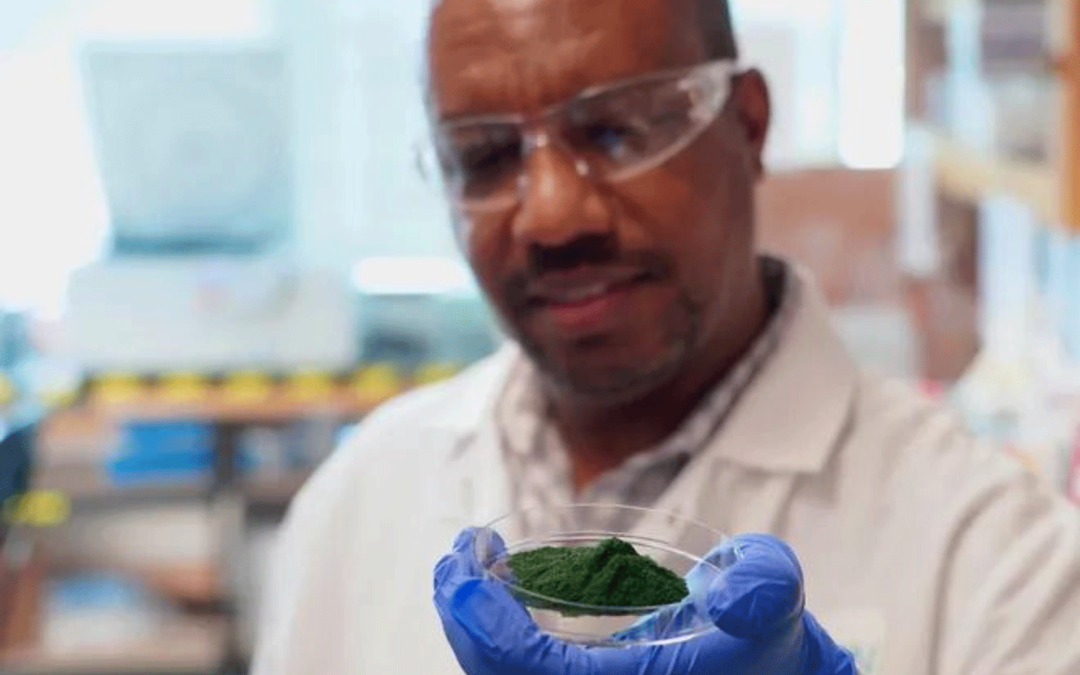 Belching cattle cause major damage to the climate. Here’s how a $1.5 million prize from the U. of U. could help change that