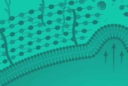 Lysins Unlimited: Phages’ Secret Weapon