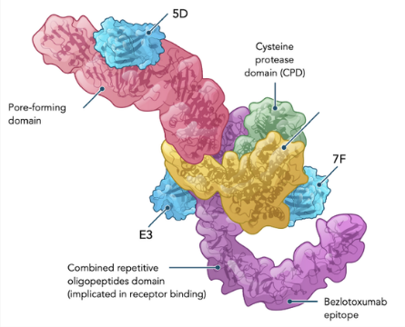 Antibody synergy